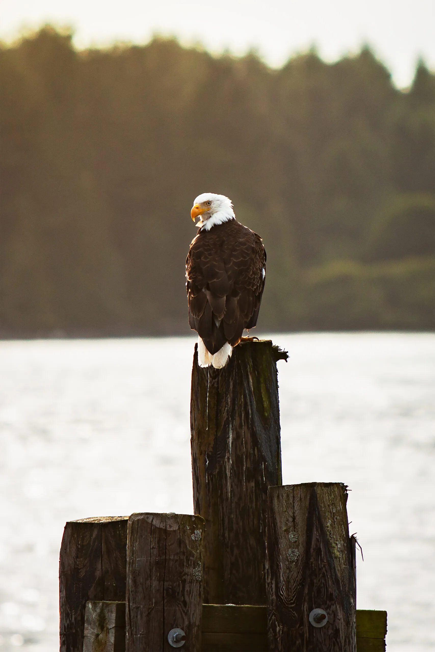 Ein Weißkopfseeadler sitzt am Ende eines Stegs und blickt zurück.