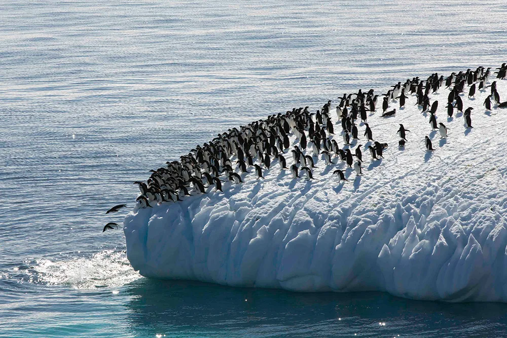 Eine Gruppe Adeliepinguine drängt sich auf einem Eisberg.