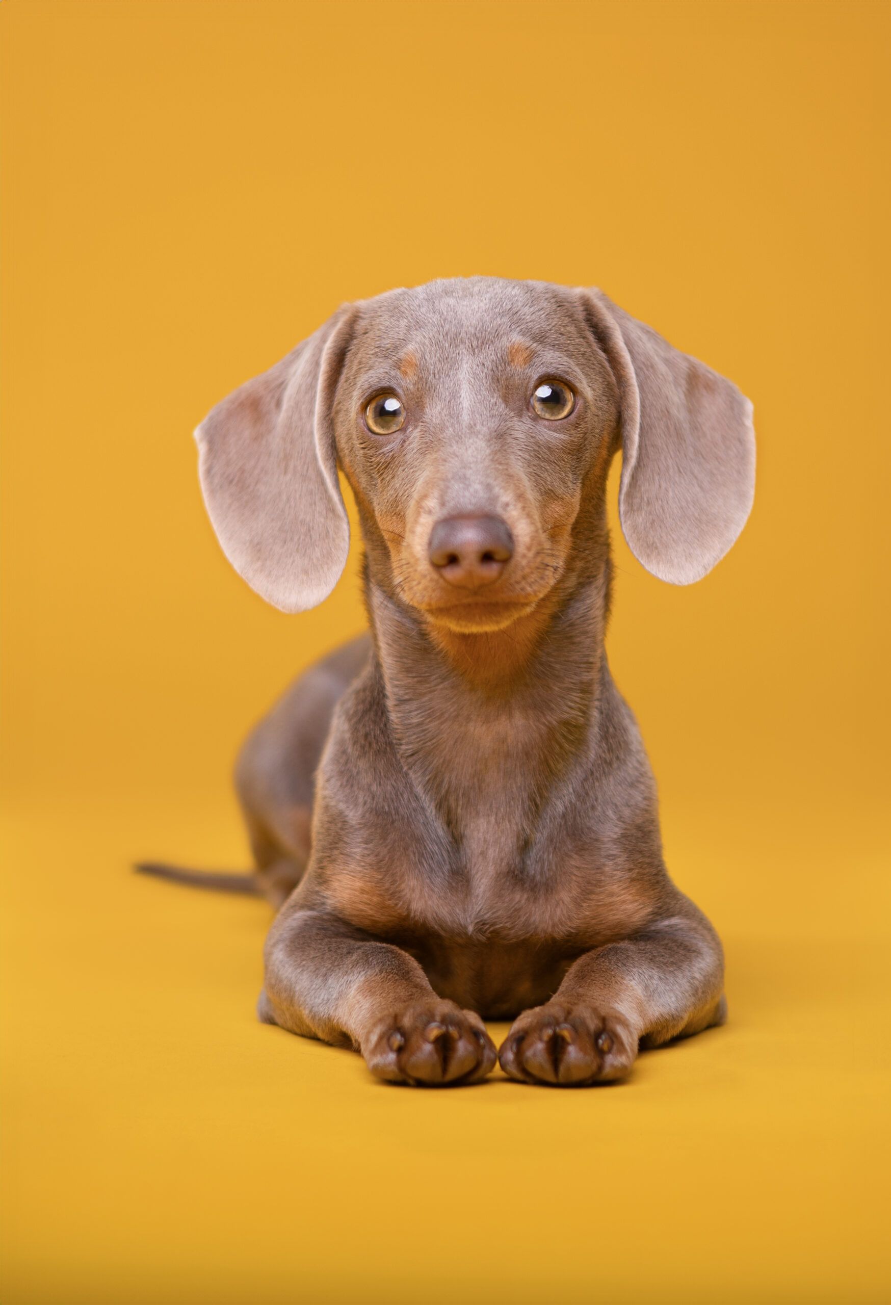 Hundeportrait eines grauen Mini-Dackels vor gelbem Hintergrund