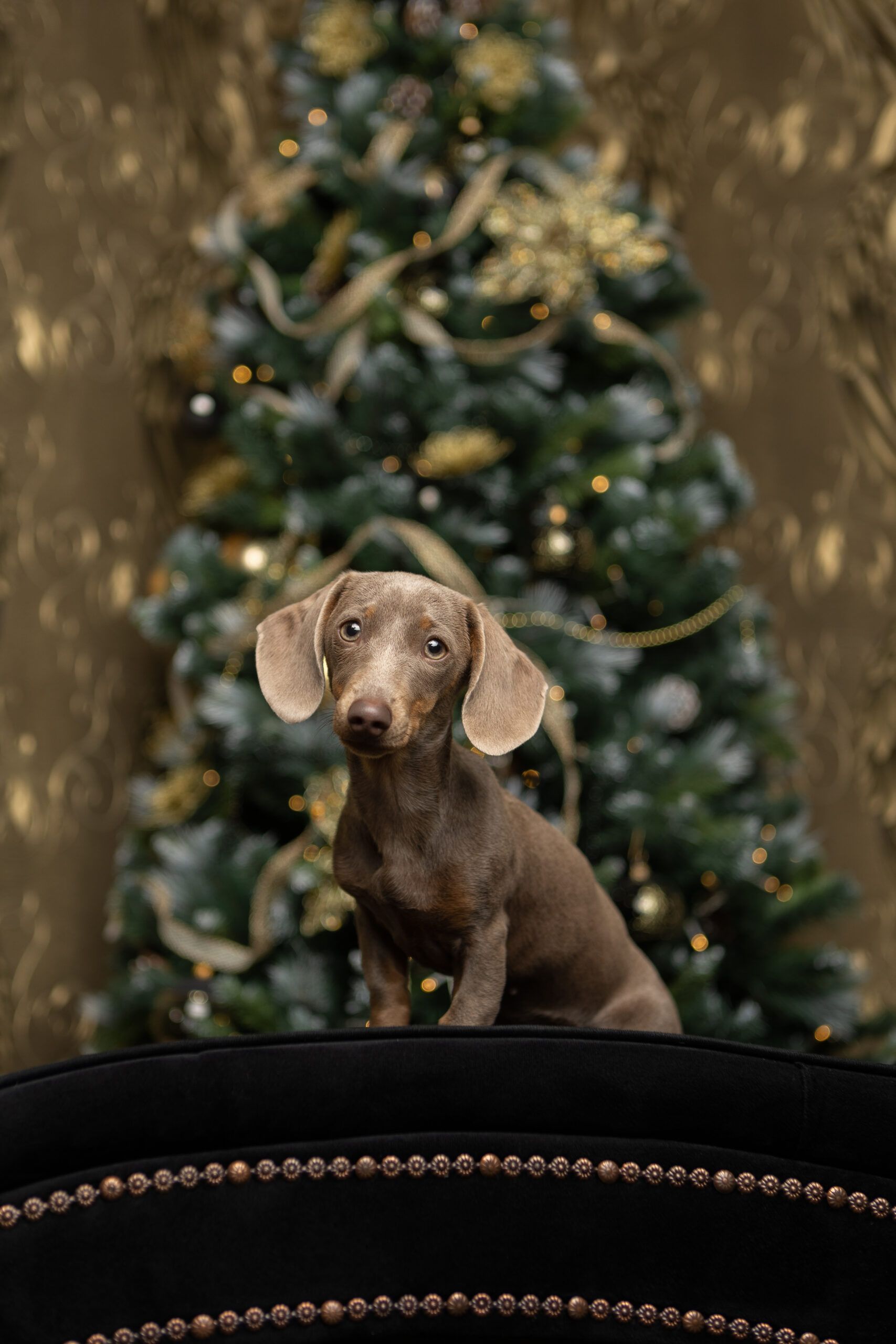 Weihnachts-Hundefotografie mit einem grauen Miniaturwelpen der vor dem Weihnachtsbaum sitzt