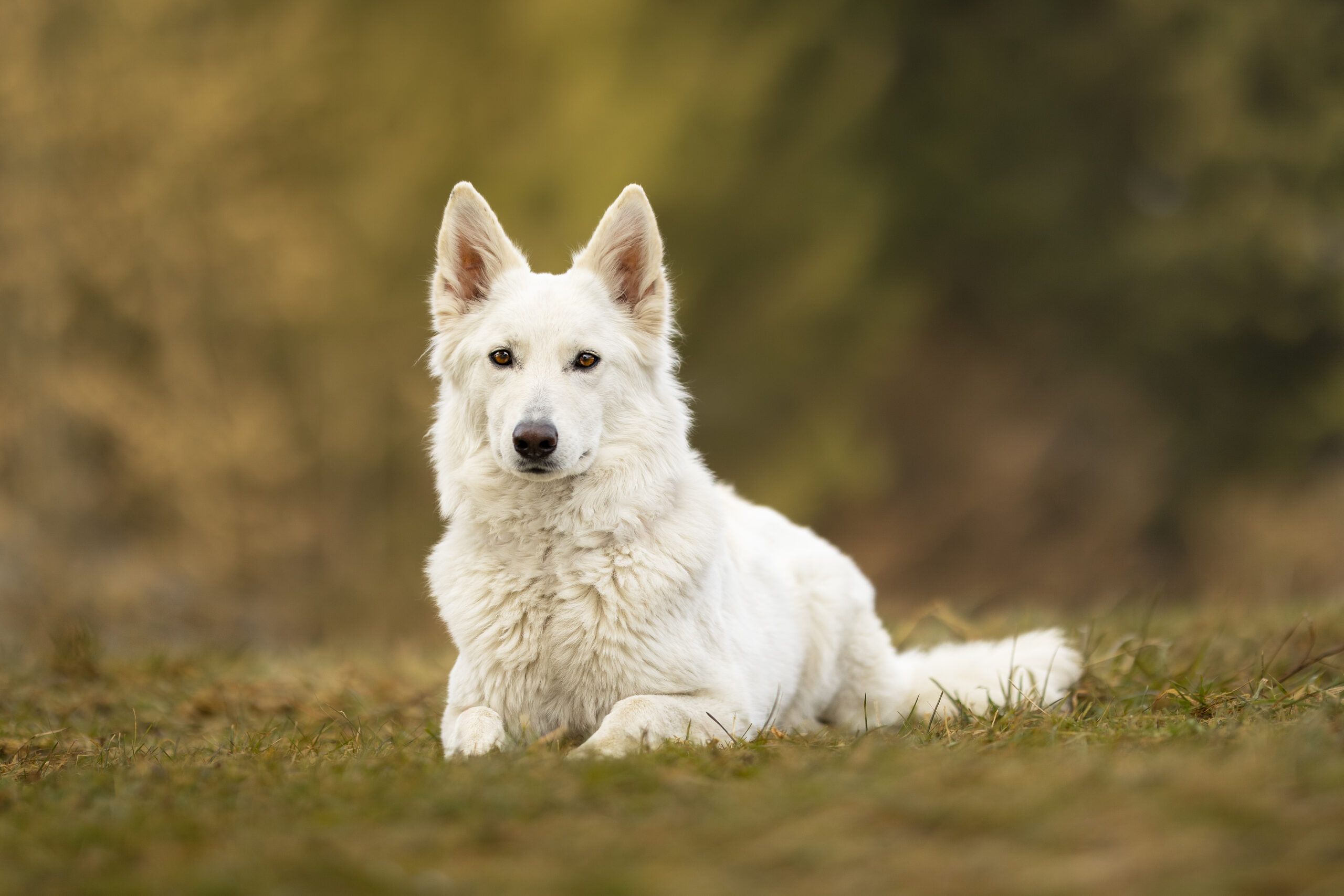 Ein weißer Schäferhund sitzt in der Wiese vor grünem Hintergrund