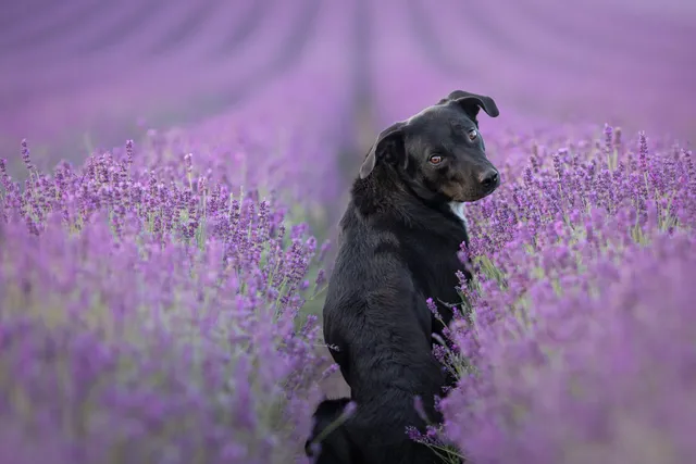 Schwarzer Hund sitzt im Lavendelfeld und dreht sich um, Blick direkt in die Kamera