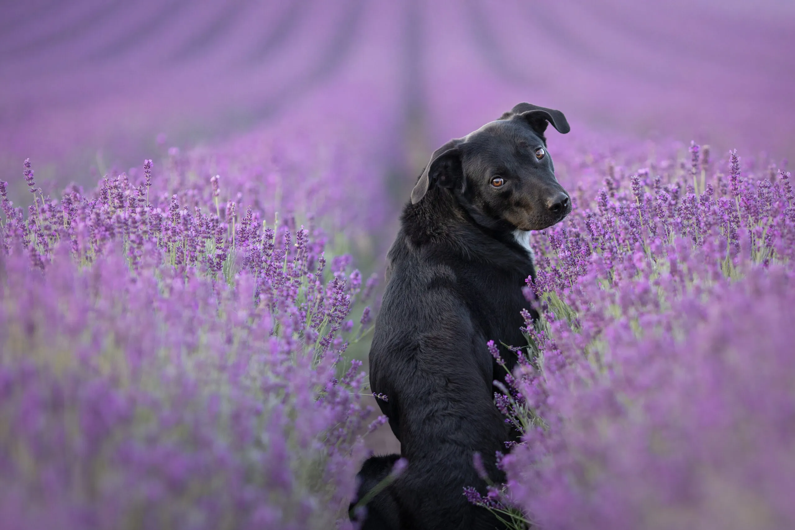 Schwarzer Hund in einem Lavendelfeld