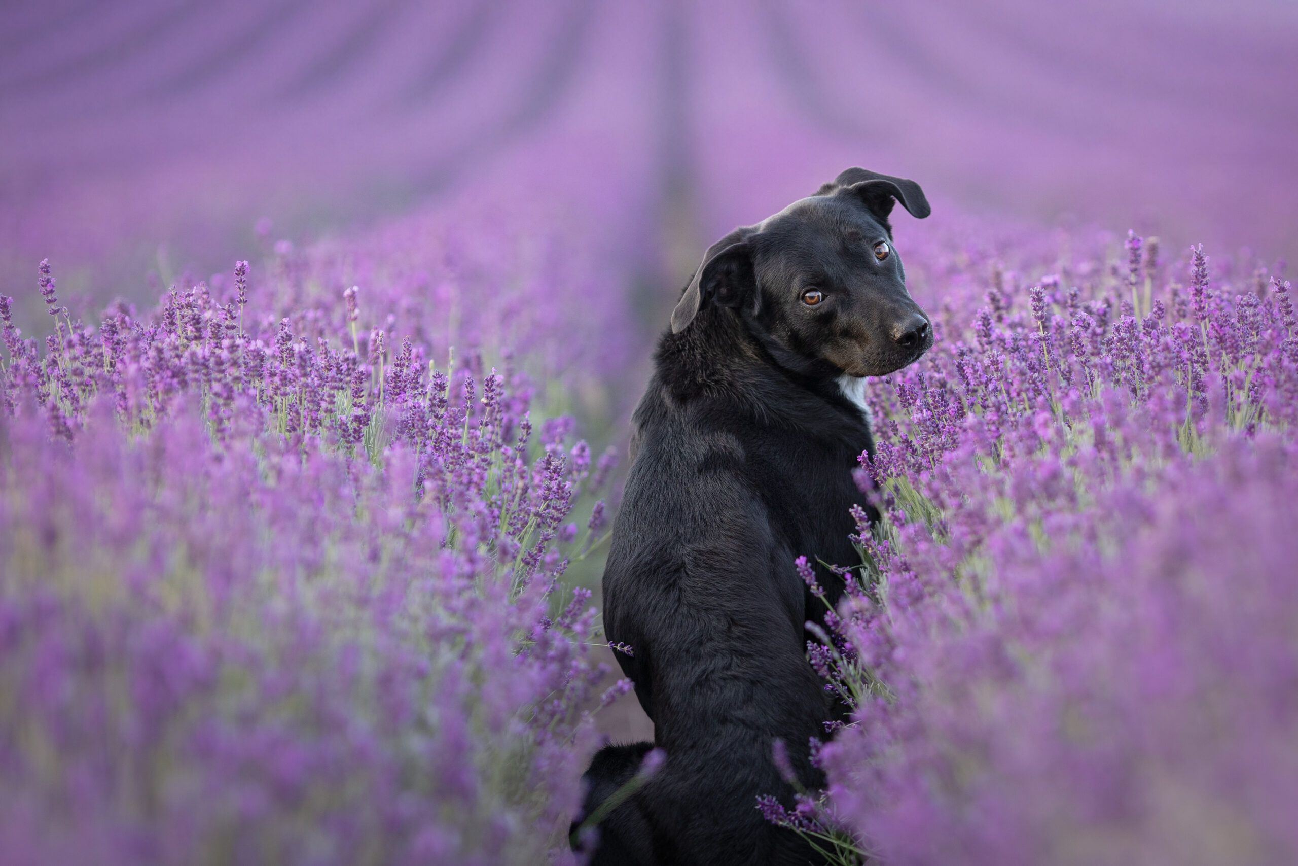 Schwarzer Hund sitzt im Lavendelfeld und dreht sich um, sieht direkt in die Kamera
