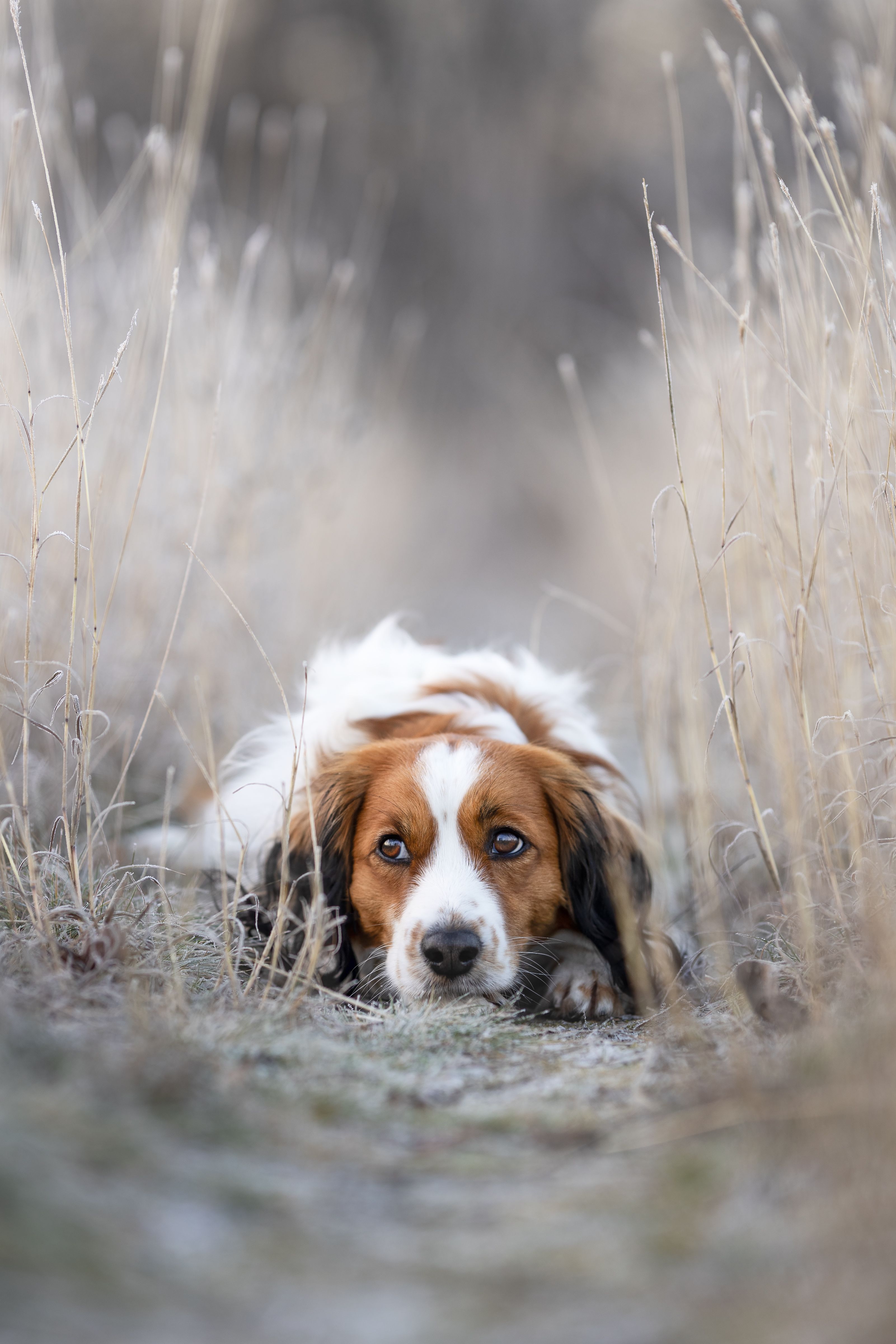 Braun-weiß-schwarzer Kooikerhondje liegt im winterlichen Trockengrasbett und schaut direkt in die Kamera
