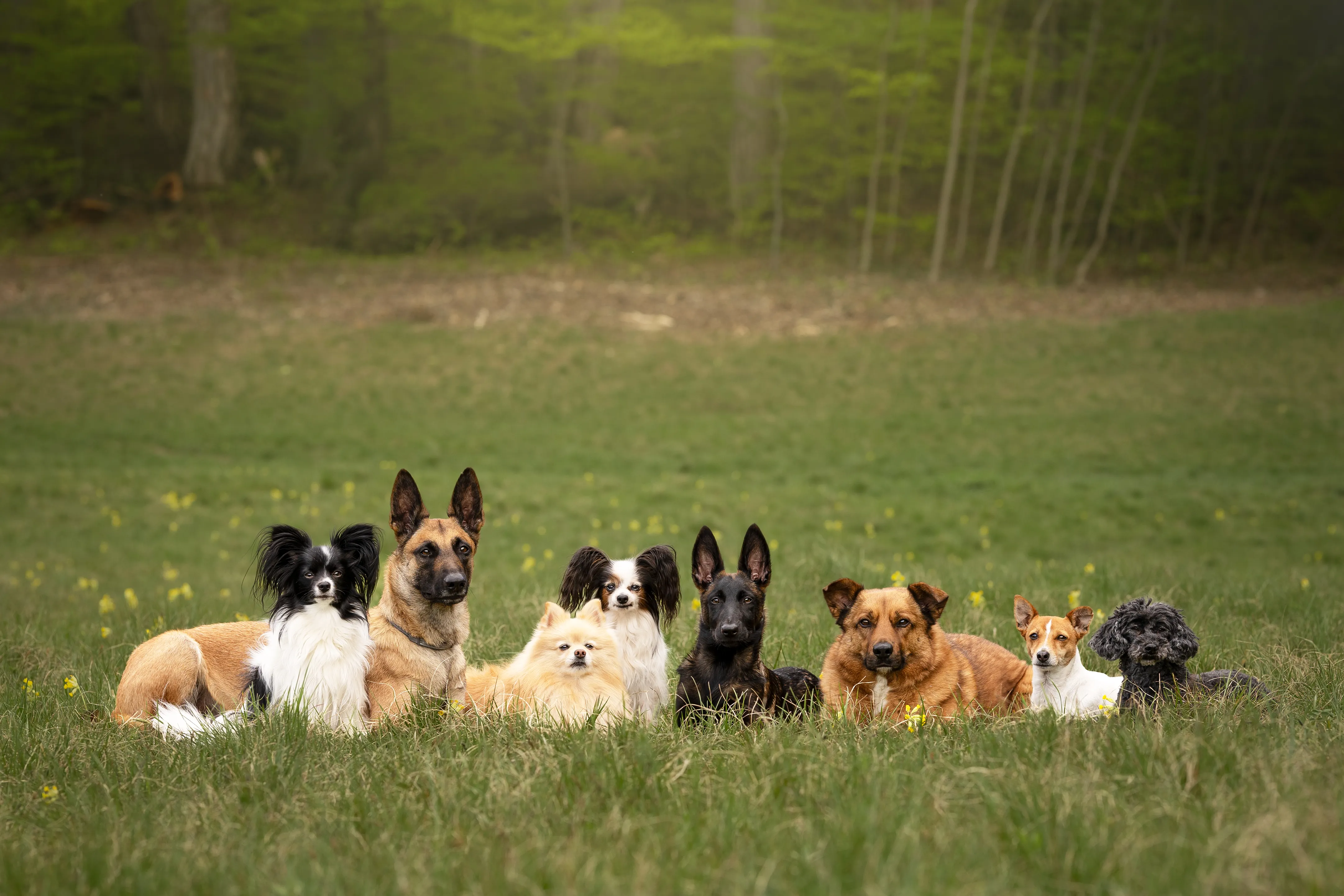 Gruppe von Hunden auf einer Blumenwiese