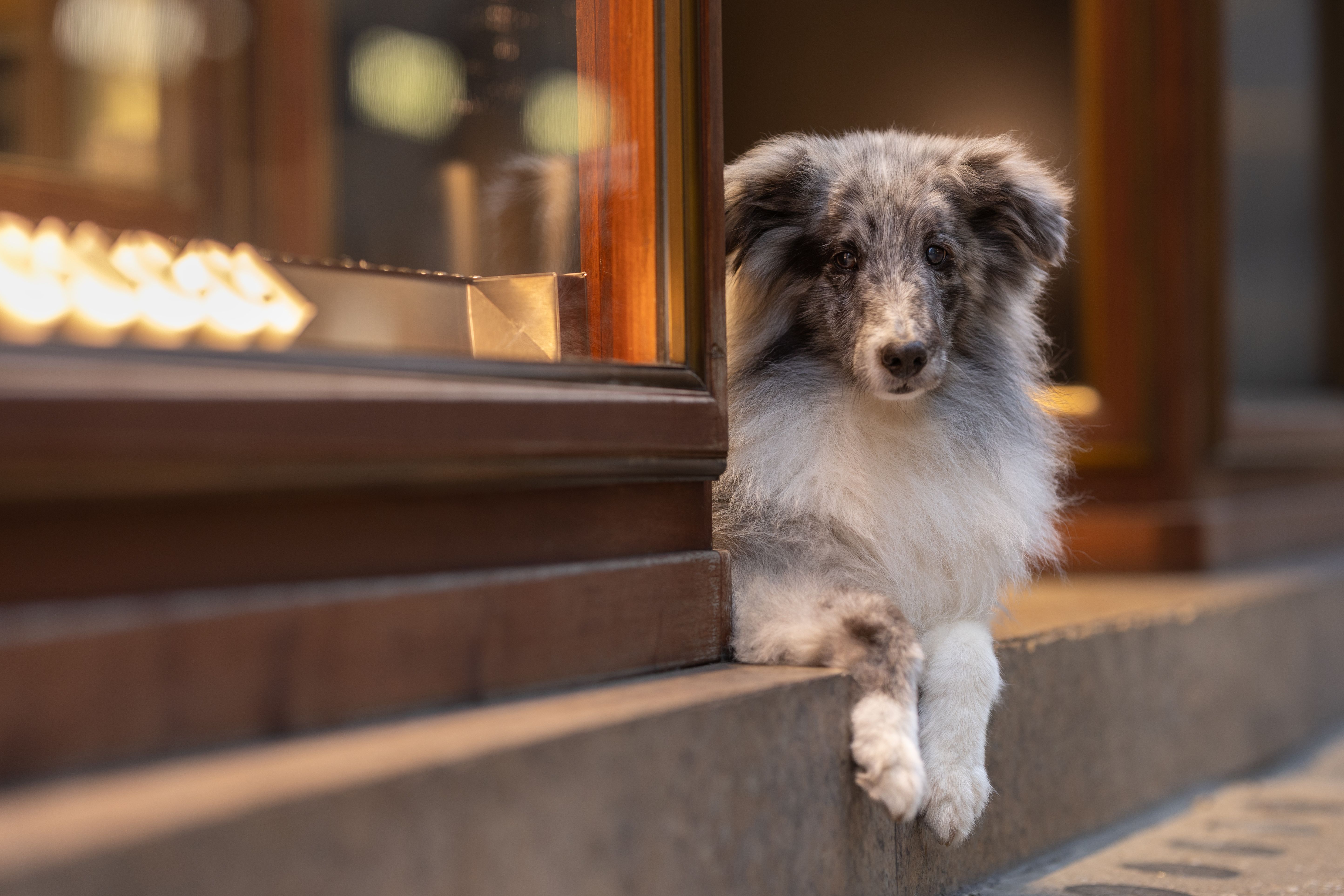Blue-Merle-Sheltie-Welpe lehnt verspielt über einen Fensterbord in warmem Abendlicht
