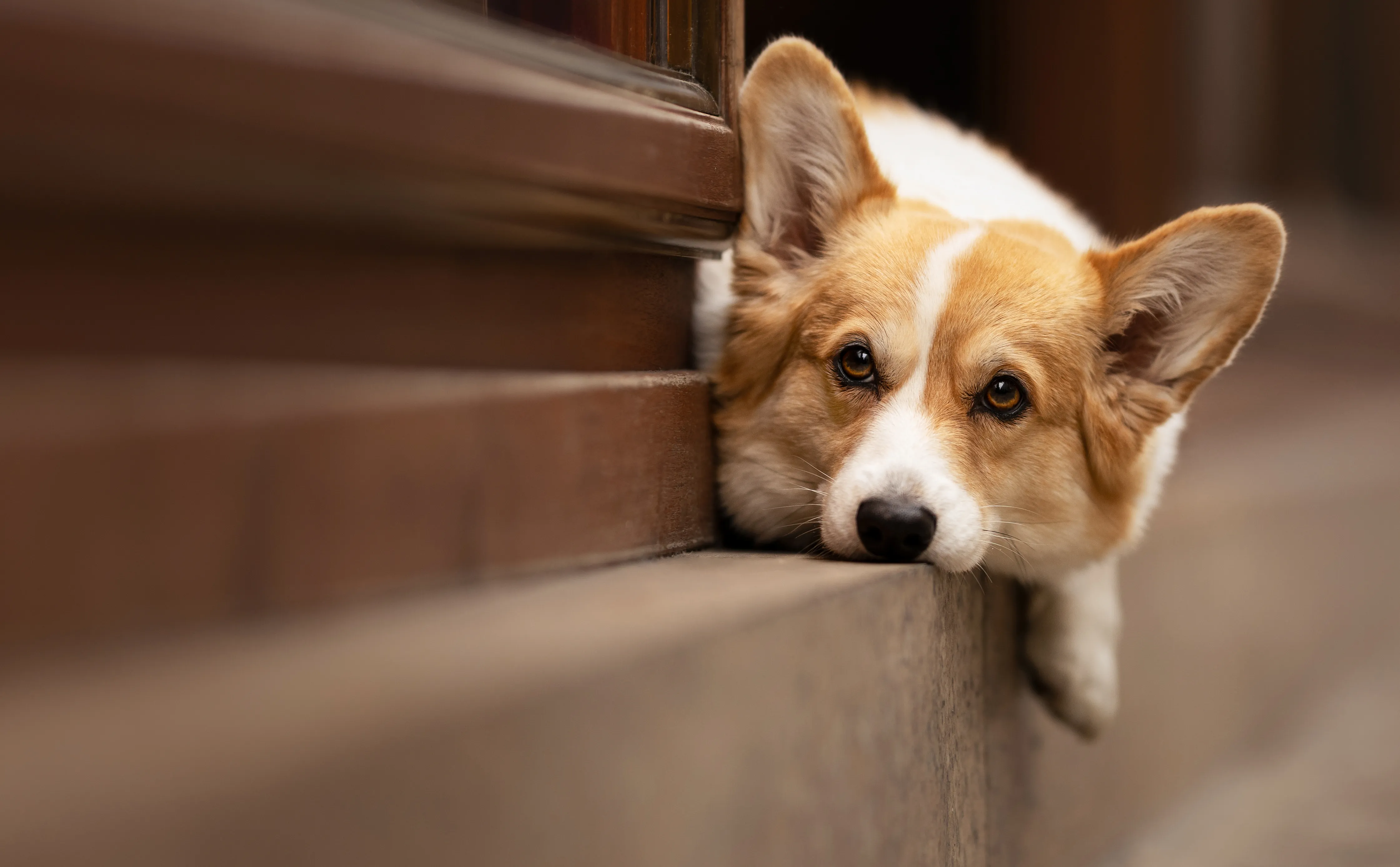 Corgi legt seinen Kopf auf eine Steintreppe und schaut mit großen Augen in die Kamera