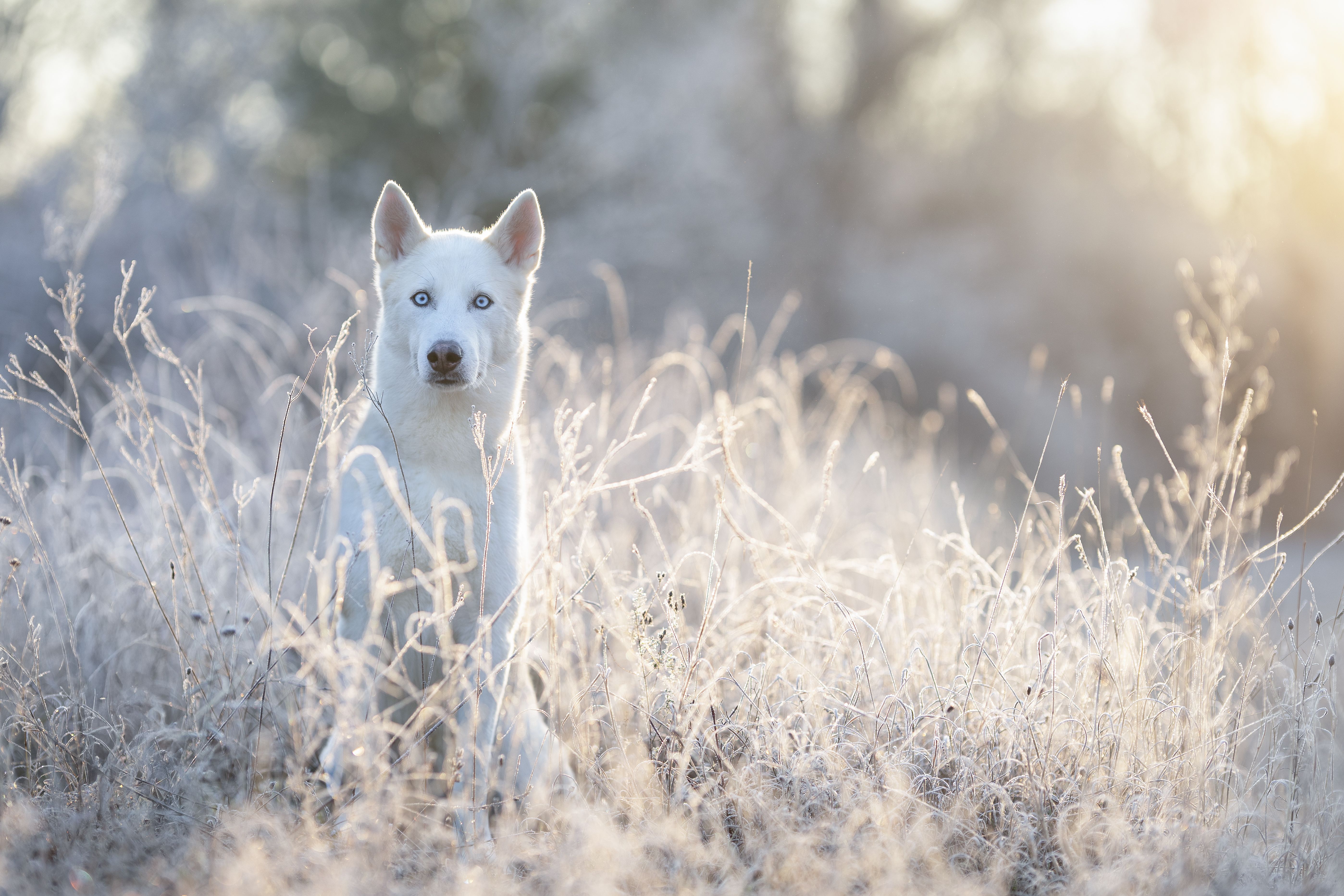 Weißer Husky mit blauen Augen steht im Frost-Gras und schaut in die Kamera, magisches Winterlicht