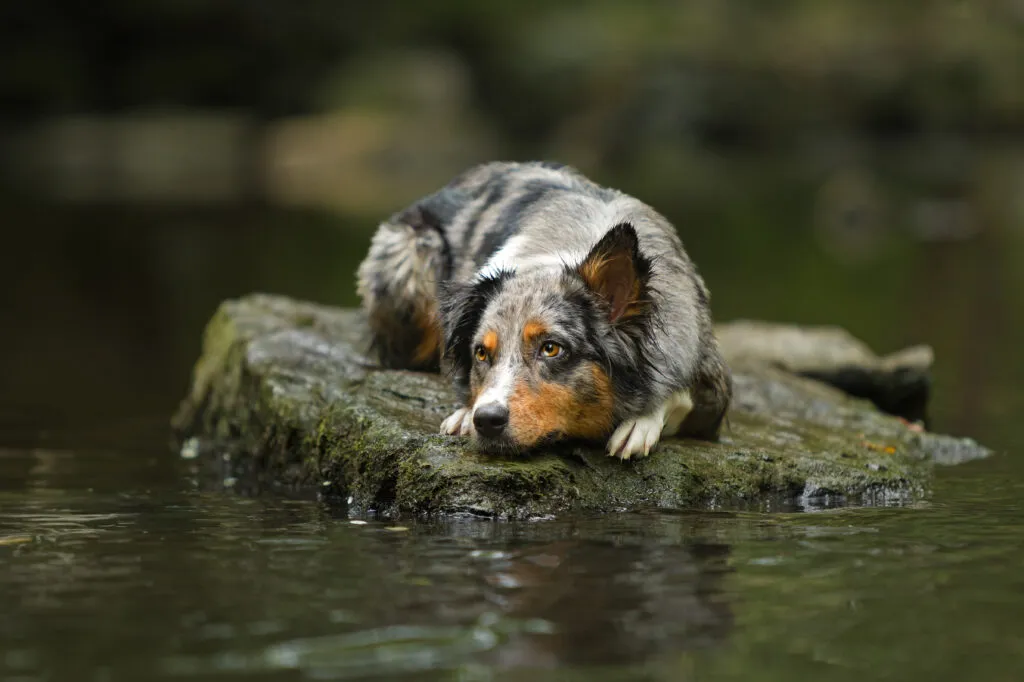 Australian Shepherd beim Outdoor-Fotoshooting im Wasser