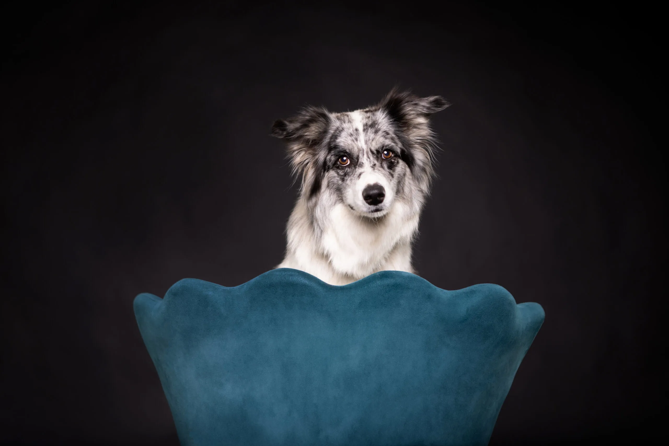 Border Collie Portrait im Studio vor schwarzem Hintergrund