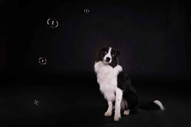 Junger Border Collie vor schwarzem Hintergrund sieht sich skeptisch die Seifenblasen an