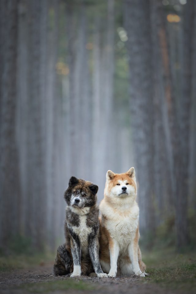 Zwei Akita-Hunde sitzen nebeneinander auf einem nebligen Waldweg zwischen hohen Kiefern