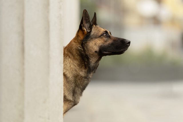 Junger Malinois steht vor einer Säule und sieht gerade aus.