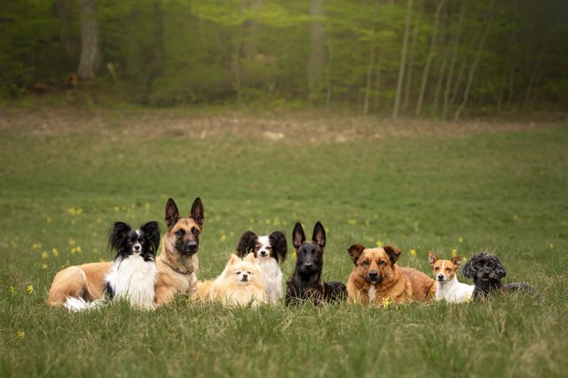 Acht Hunde verschiedener Rassen liegen nebeneinander auf einer Blumenwiese und blicken gemeinsam in die Kamera