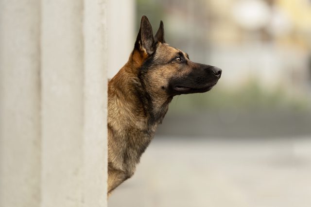 Junger Malinois steht vor einer Säule und sieht gerade aus.
