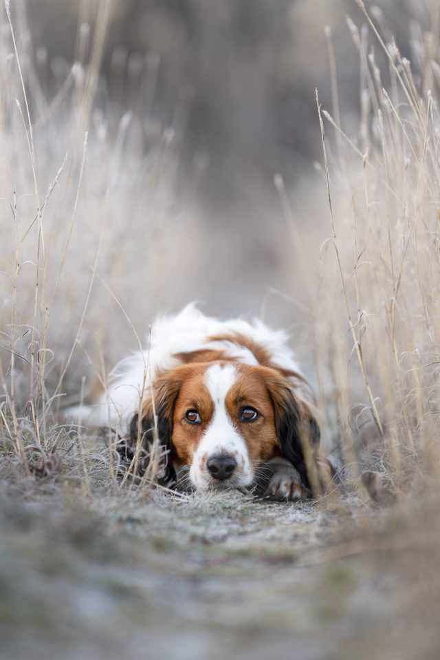 Braun-weiß-schwarzer Kooikerhondje liegt im winterlichen Trockengrasbett und schaut direkt in die Kamera