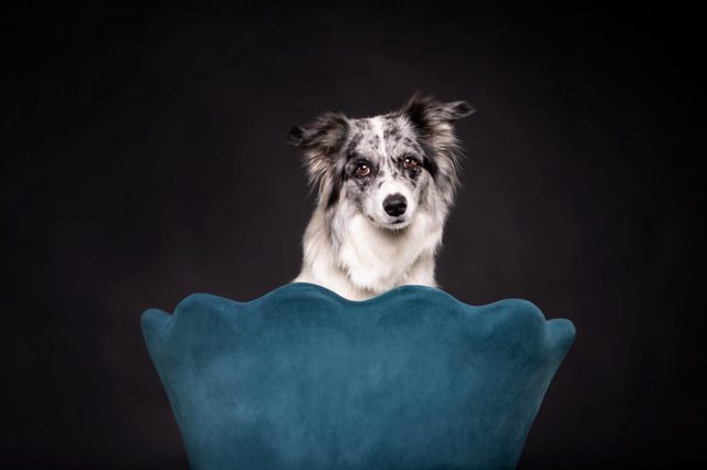 Hundeportrait eines Border Collies in einem blauen Stuhl vor schwarzem Hintergrund