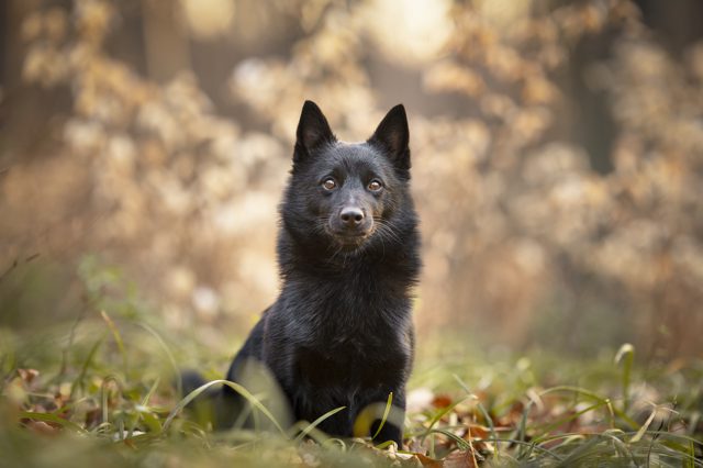 Schwarzer Schipperke sitzt aufmerksam im herbstlichen Gras vor goldenem Bokeh-Hintergrund