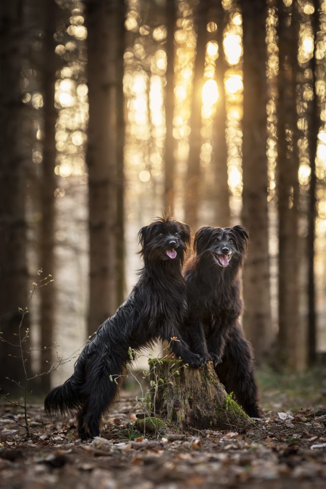 Zwei schwarze Mischlingshunde stehen auf einem bemoosten Baumstumpf im Herbstwald, goldenes Gegenlicht im Hintergrund