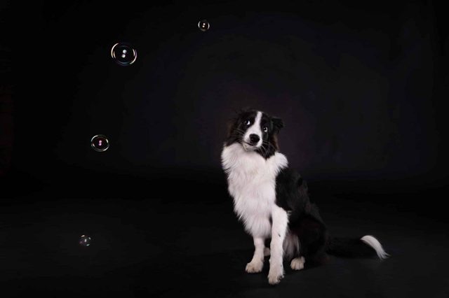 Junger Border Collie vor schwarzem Hintergrund sieht sich skeptisch die Seifenblasen an