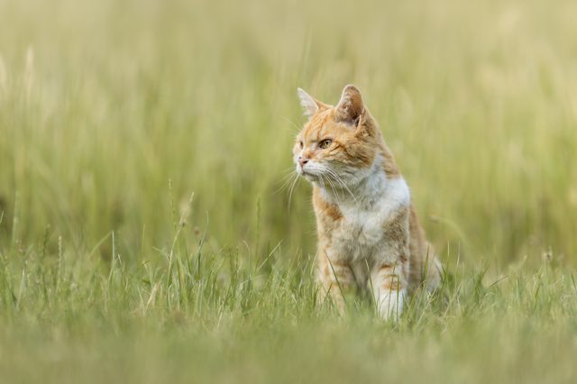 Orangefarbene Katze sitzt aufrecht im hohen grünen Gras und blickt zur Seite