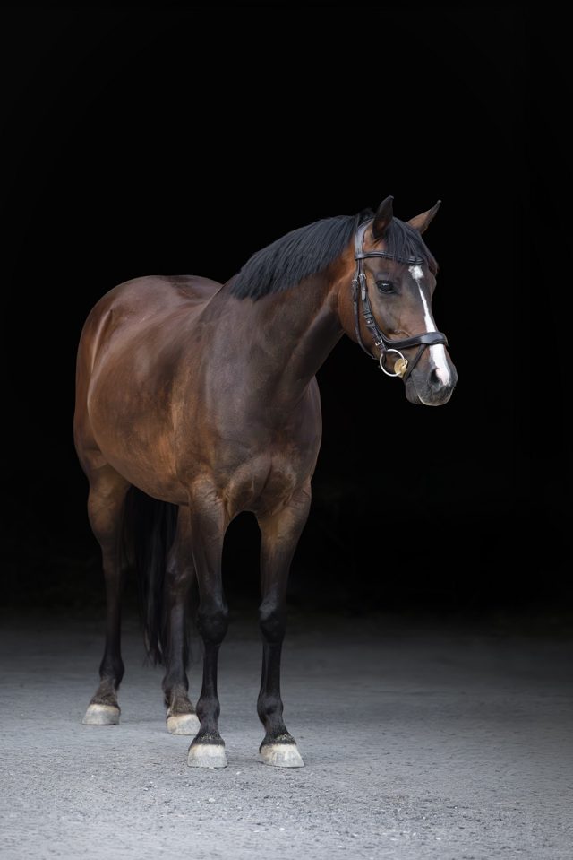 Braune Stute mit schwarzer Mähne und Trense steht frontal vor schwarzem Hintergrund im Fotostudio