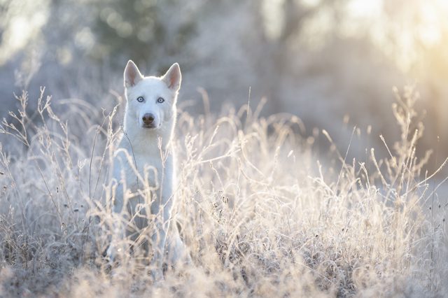 Weißer Husky mit blauen Augen steht im Frost-Gras und schaut in die Kamera, magisches Winterlicht