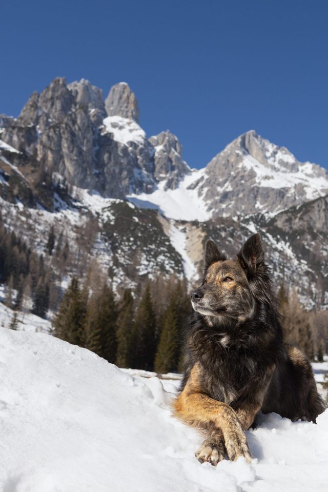 Braun schwarzer Schäferhund sitzt im Schnee mit der Bischofsmütze im Hintergrund
