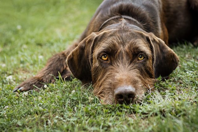 Ein Jagdhund mit strahlend gelben Augen liegt im Gras und schaut direkt in die Kamera
