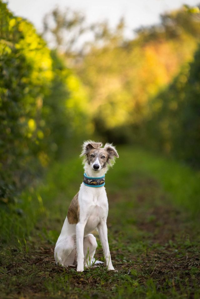 Junger Whippet beim Hundefoto-Shooting im Brombeergarten