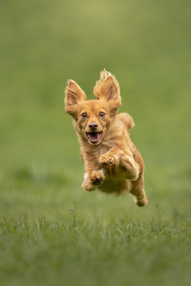 Russkiy Toy in Action, beim Laufen durch Wiese