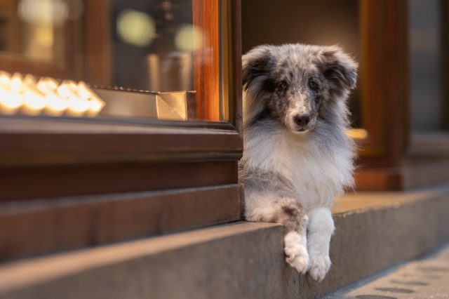Blue-Merle-Sheltie-Welpe lehnt verspielt über einen Fensterbord in warmem Abendlicht