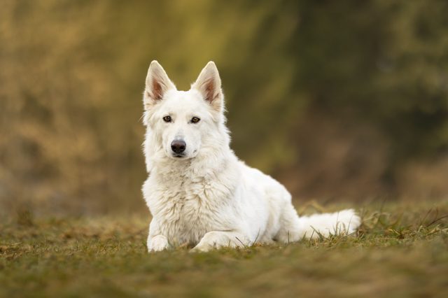 Ein weißer Schäferhund sitzt in der Wiese vor grünem Hintergrund