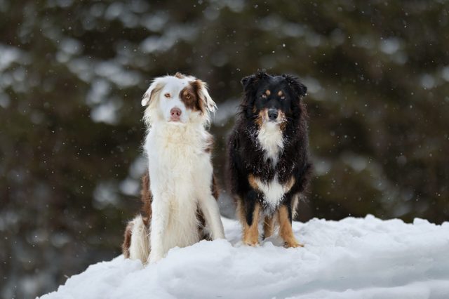 2 Australian Shepards sitzen nebeneinander im Schnee. Einer ist weiß und braun ums Aug und der andere Schwarz mit einem weißen Fleck auf der Brust.