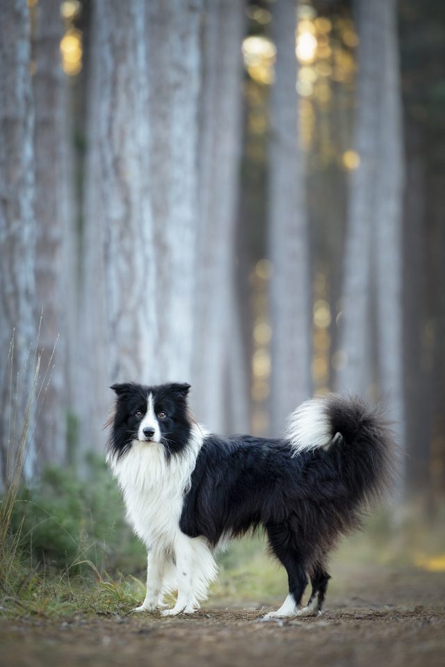 Schwarz-weißer Border Collie steht stolz auf einem Waldweg und blickt über die Schulter in die Kamera