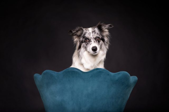 Hundeportrait eines Border Collies in einem blauen Stuhl vor schwarzem Hintergrund
