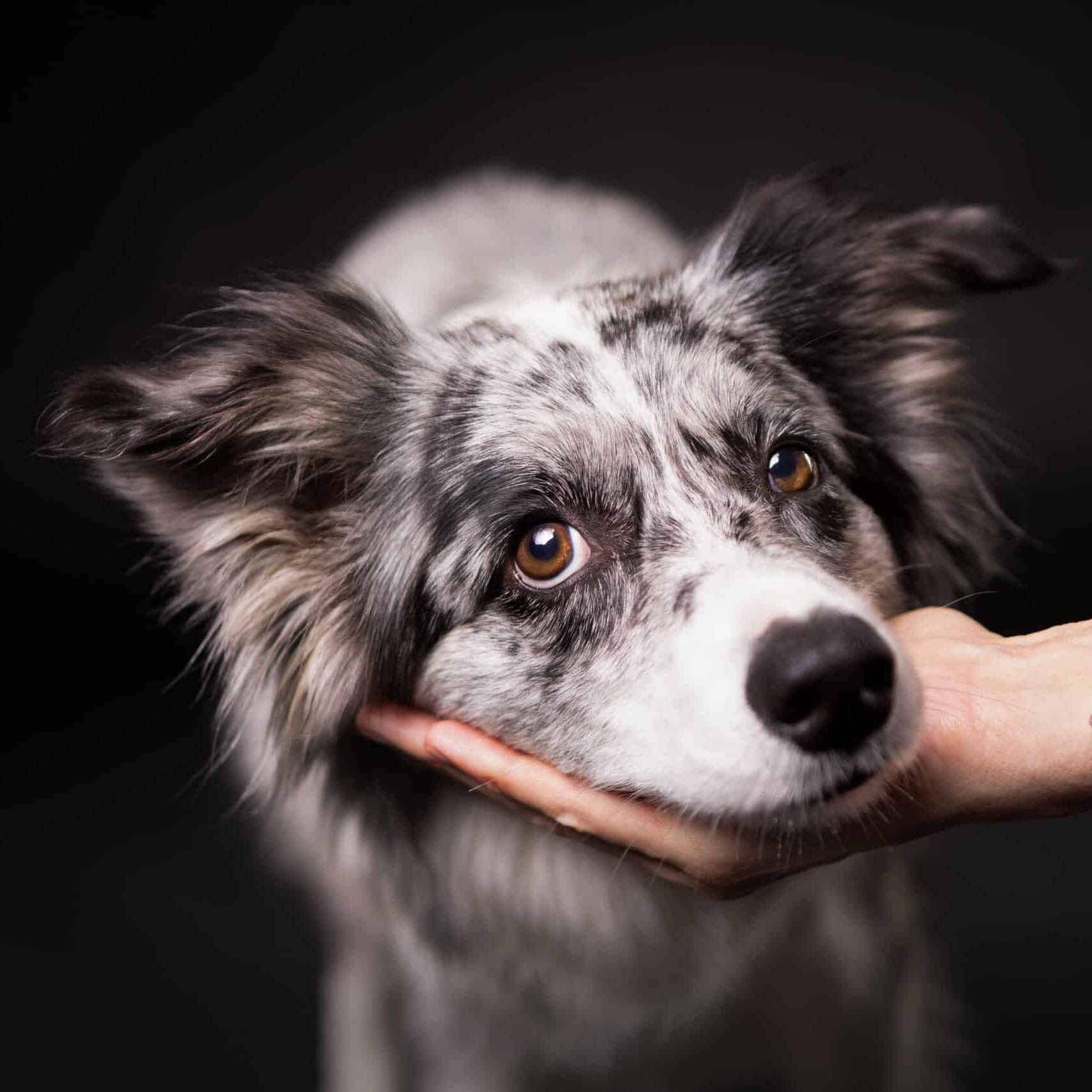 Border Collie legt sein Köpfchen in die Hand und schaut mit den glasig braunen Augen in die Kamera