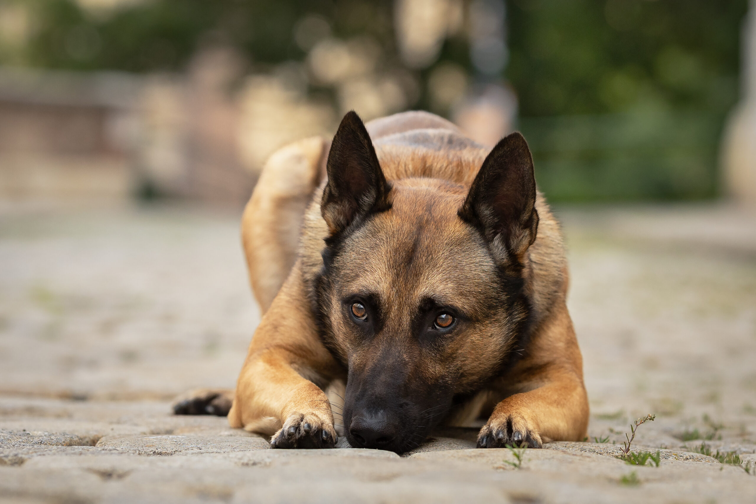 Ein Malinois liegt auf der Straße, den Kopf leicht geneigt.