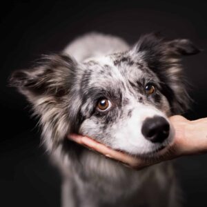 Border Collie legt sein Köpfchen in die Hand und schaut mit den glasig braunen Augen in die Kamera