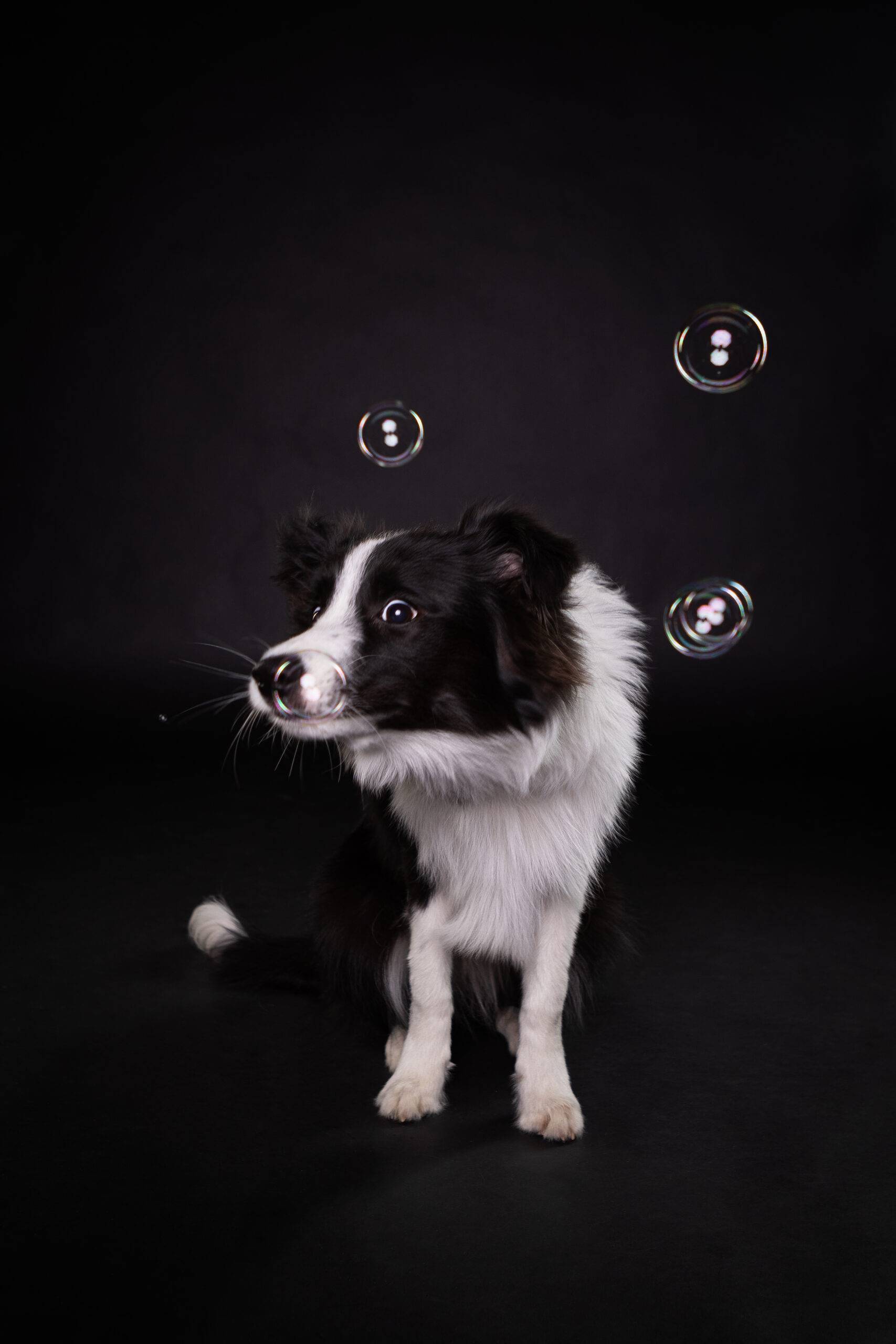 Border Collie sieht sich fasziniert die Seifenblasen an