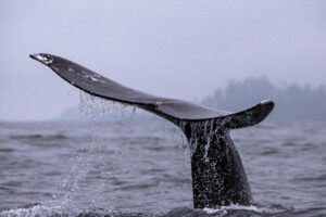 Die Flosse eines Grauwales steht noch aus dem Wasser und Wasser tropft herunter