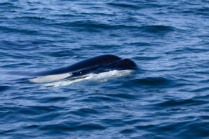 Der Kopf eines Killerwals kommt gerade aus dem Wasser raus, die Nase noch mit Wasser bedeckt.