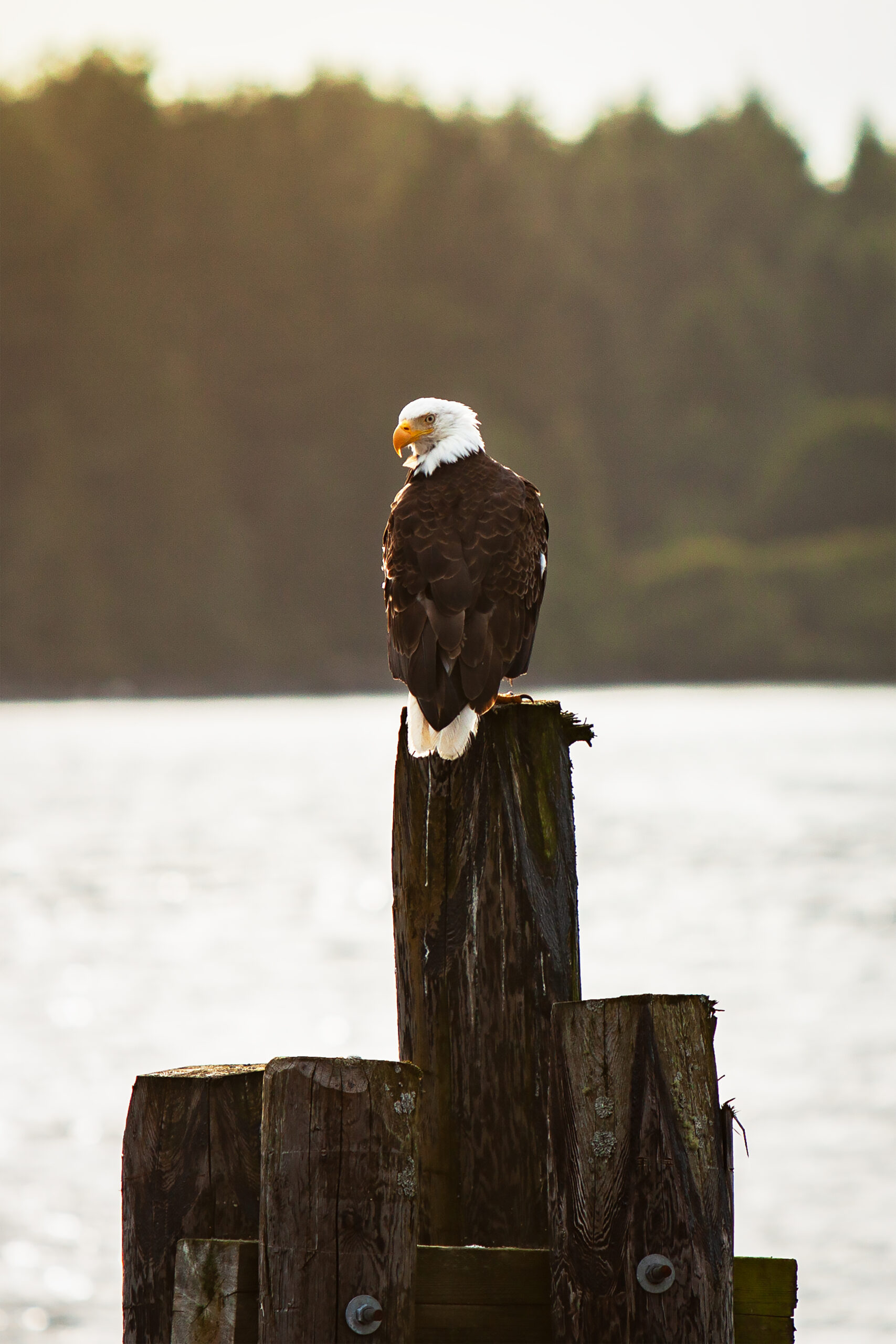Ein Weißkopfseeadler sitzt auf einem Holztamm am Ende eines Stegs und blickt zurück