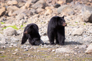 2 Schwarzberen mittig im Bild, beide blicken in die entgegengesetzte Richtung