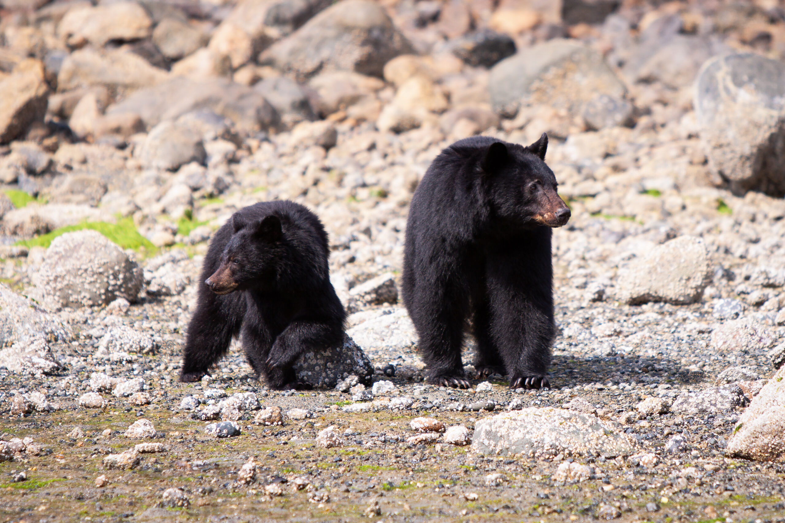 2 Schwarzberen mittig im Bild, beide blicken in die entgegengesetzte Richtung