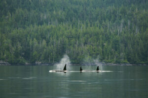 Eine Gruppe von Orcas gleitet durchs Wasser, hinter ihnen ein grüner Tannenwald