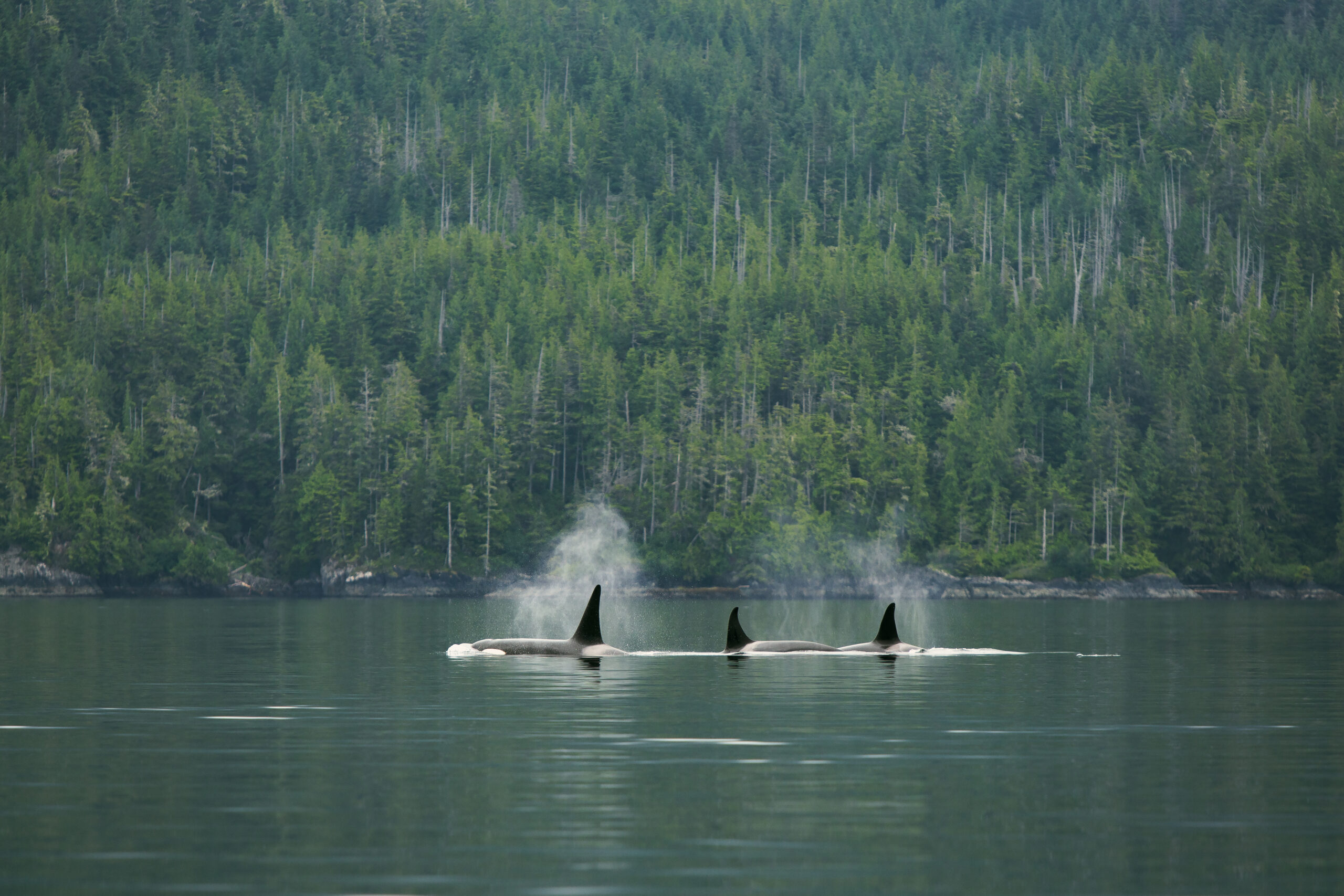 Eine Gruppe von Orcas gleitet durchs Wasser, hinter ihnen ein grüner Tannenwald