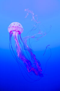 Eine pink-weiße Qualle im blauen Wasser