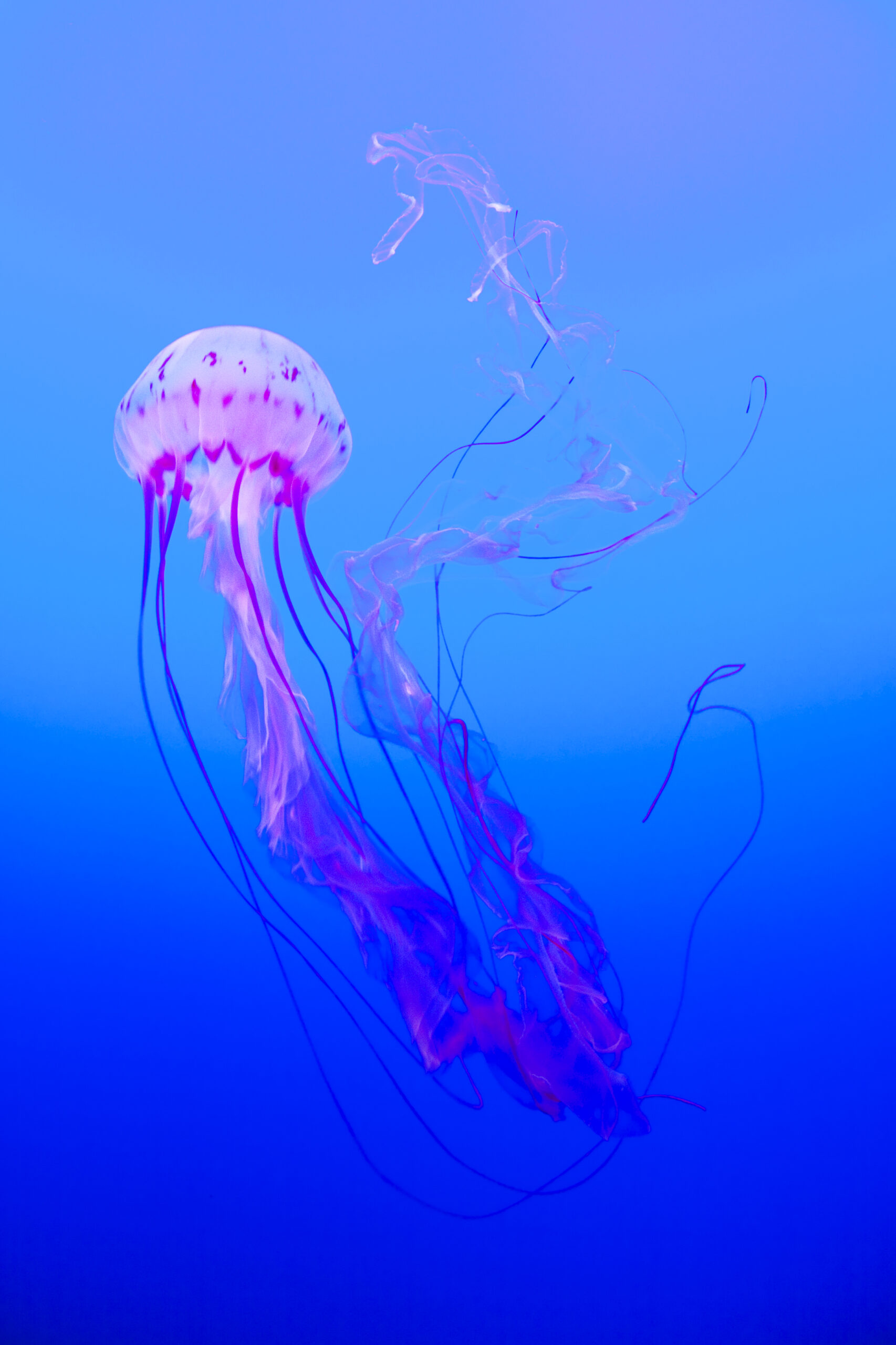 Eine pink-weiße Qualle im blauen Wasser